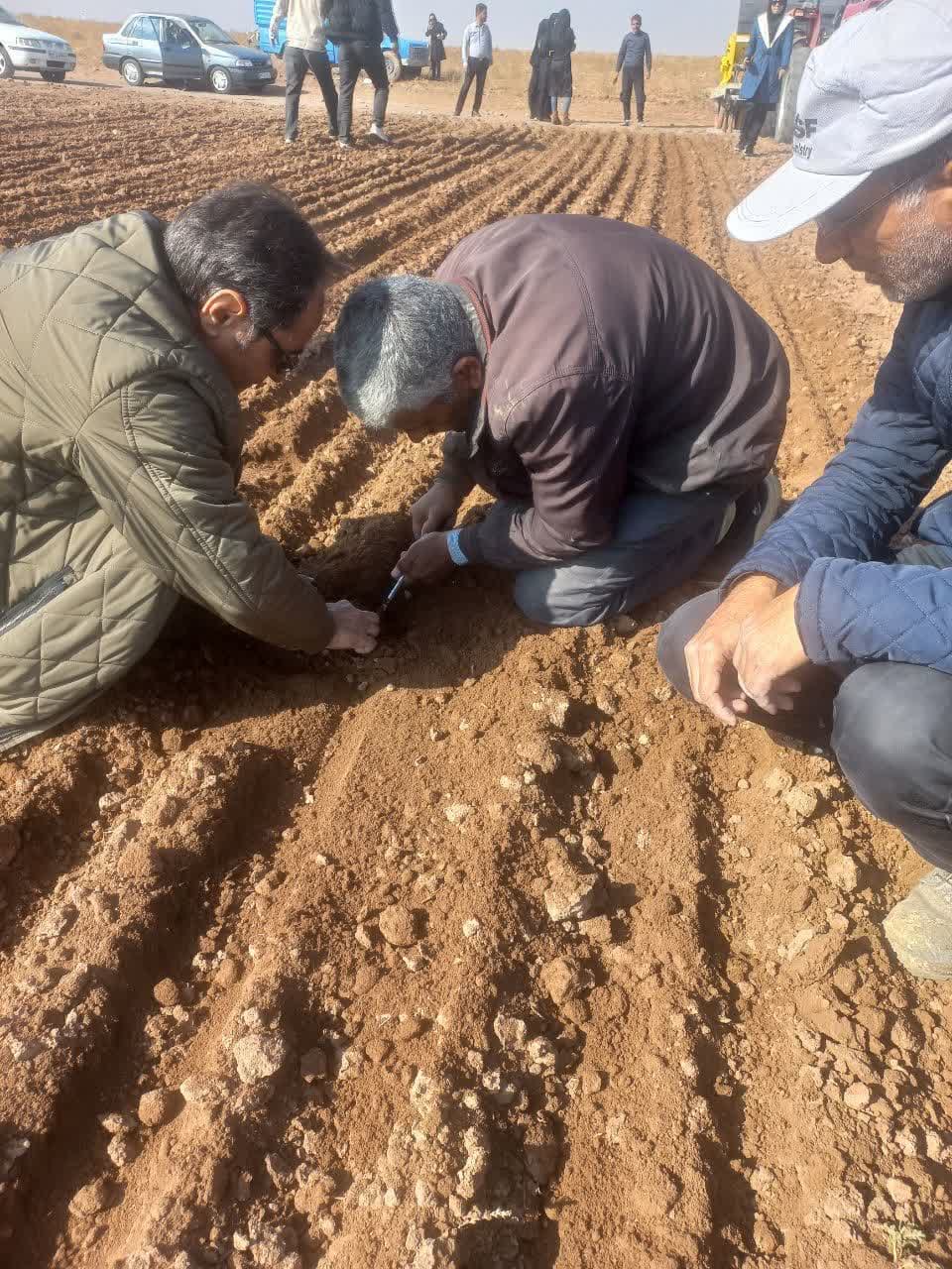 ایجاد پایگاه نوآوری گندم و جو دیم در شهرستان قزوین