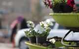 ️  کاشت ۶۰ هزار بوته گل فصلی در سطح معابر و بوستان‌های شهر با هدف استقبال از بهار طبیعت