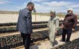 بازدید مدیر کل دفتر بیابان سازمان منابع طبیعی و آبخیزداری کشور از نهالستان بیابانی میلاد در بویین زهرا