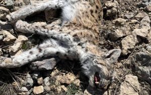 بررسی تخصصی مرگ يك سياه‌گوش در ارتفاعات آبيك؛ محيط‌زيست با قدرت در ميدان