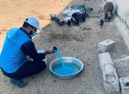 طیور بومی در استان قزوین رایگان علیه بیماری نیوکاسل واکسینه شدند طیور بومی در استان قزوین رایگان علیه بیماری نیوکاسل واکسینه شدند