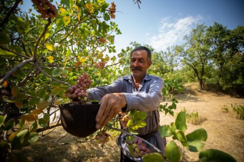 جشن پسته‌چینی؛ روایت یک سنت کهن در قلب باغستان قزوین